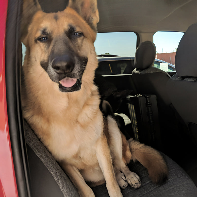 Seat Designs Charcoal Tweed back seat covers with dog